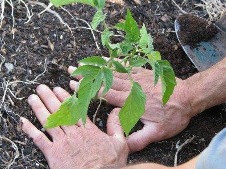 Выращивание рассады помидоров и посадка в теплицу и в открытый грунт с фото