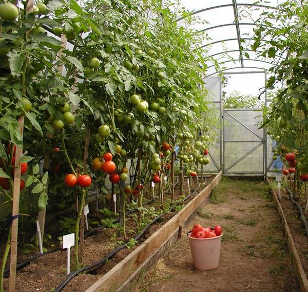 Что делать, если помидоры в теплице выросли очень высокие? - фото