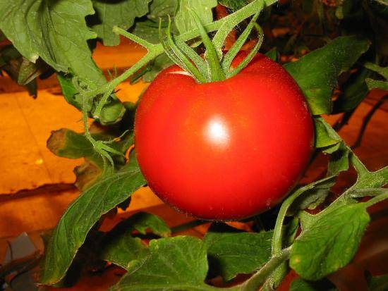 Популярные ранние сорта томатов для закрытого и открытого грунта - фото