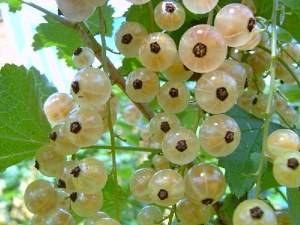 Белая смородина  выращивание целебной и вкусной ягоды на вашем участке - фото