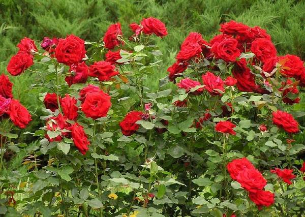 Технология посадки роз весной - фото