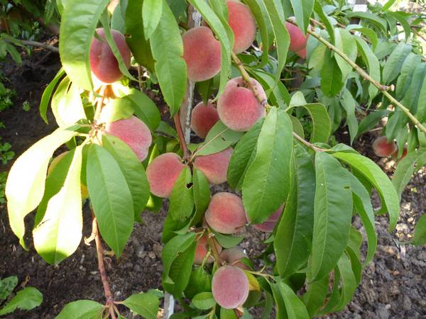 Выращивание персика и уход - фото