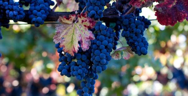 Про обрезку винограда осенью или как добиться удивительного урожая летом с фото