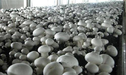 Правильное выращивание белых грибов в теплице - фото
