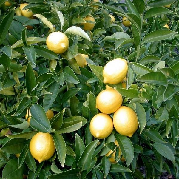 Как вырастить здоровый и цветущий лимон в домашних условиях? с фото