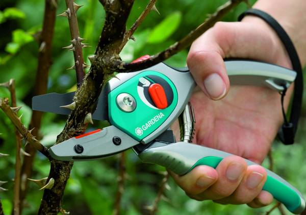 Как выбрать садовый инструмент для обрезки деревьев - фото