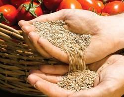 Семена помидоров: лучшие и урожайные сорта для открытого грунта - фото