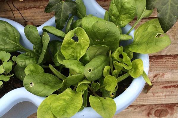 Изучаем особенности выращивания и ухода за шпинатом в открытом грунте с фото
