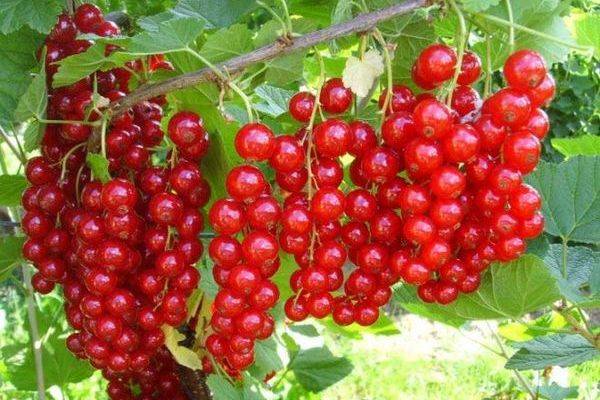 Смородина Уральская красавица - вкусная и ароматная ягода - фото