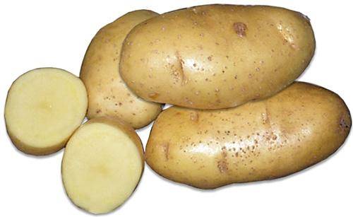 Сорт картофеля Зекура: краткое описание - фото