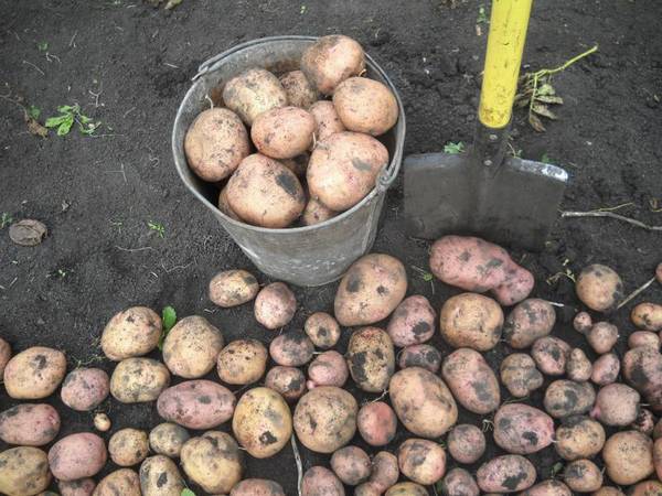 Картофель сорта Жуковский: ранний урожай на вашей грядке - фото