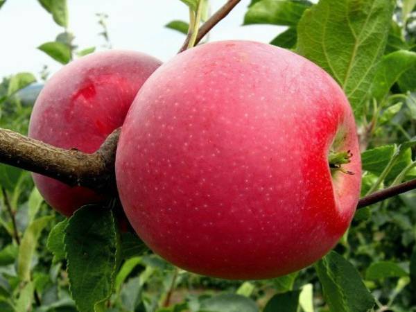 Описание и характеристика сорта яблони Айдаред - фото