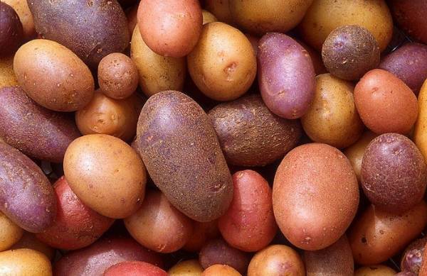 Сорта картофеля заслуживающие вашего внимания - фото