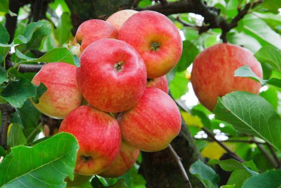 Стоит ли выращивать яблони сорт Уэлси? - фото
