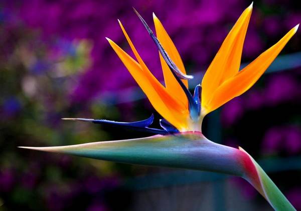 Как приманить цветочную райскую птицу: уход за стерлицией в домашних условиях с фото