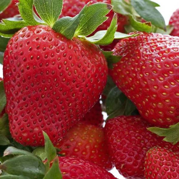 Урожай крупных сладких ягод со своей грядки  как вырастить клубнику на откр ... - фото