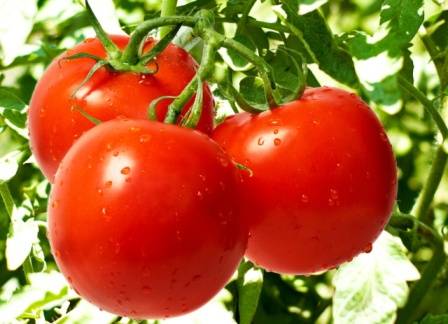 Как вырастить помидоры Красная гвардия - фото