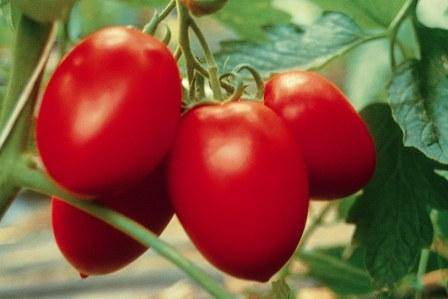 Разнообразие сортов томатов сливка - фото