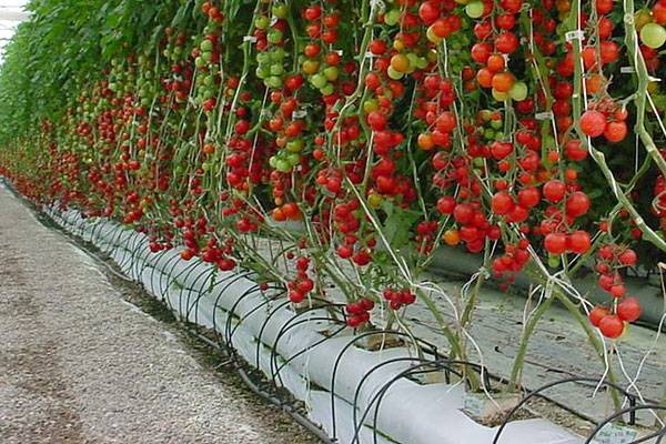 Можно ли вырастить томаты на гидропонике в домашних условиях? - фото