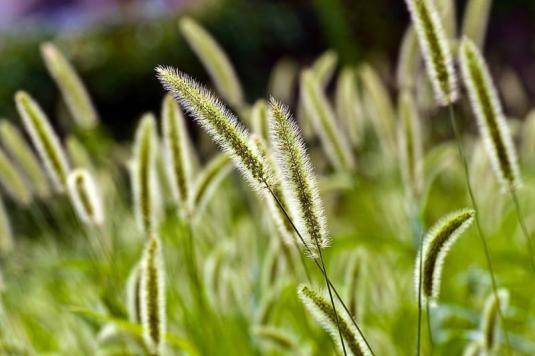 Трава тимофеевка, особенности растения и его использование - фото