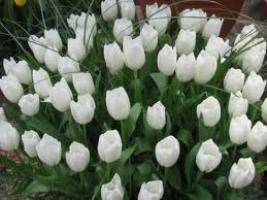 Тюльпаны белые - фото