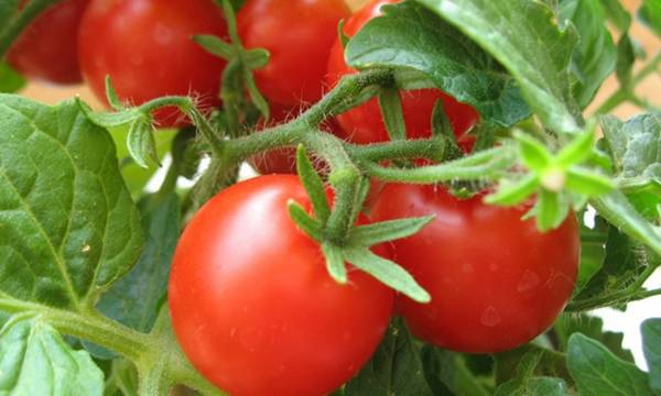 Как увеличить урожайность помидор в теплице? с фото