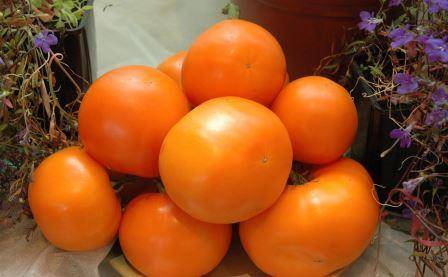 Наиболее урожайные томаты: отзывы аграриев - фото