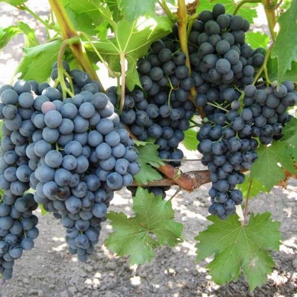 Достоинства сорта винограда Черный Кишмиш - фото