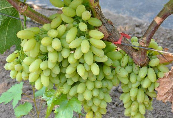 Лучшие сорта и особенности выращивания винограда кишмиш с фото
