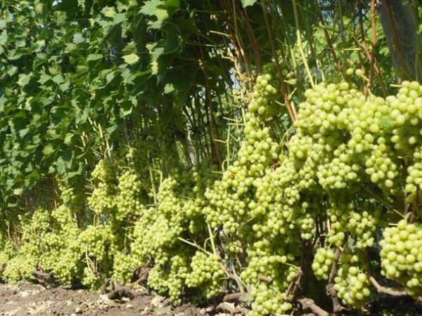 Кишмиш столетие - виноград «под изюм» - фото