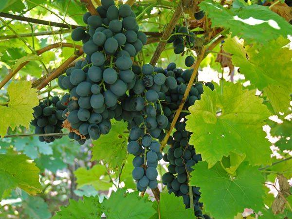 Выращивание винного морозостойкого винограда Молдова - фото