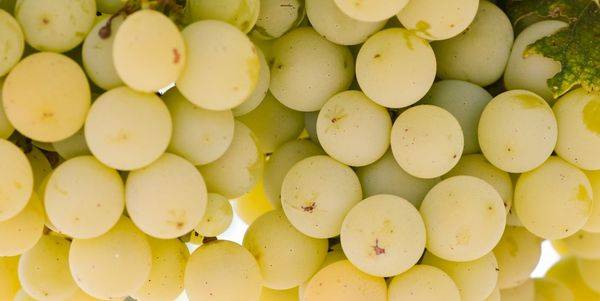 Обзор и особенности выращивания мускатных сортов винограда - фото