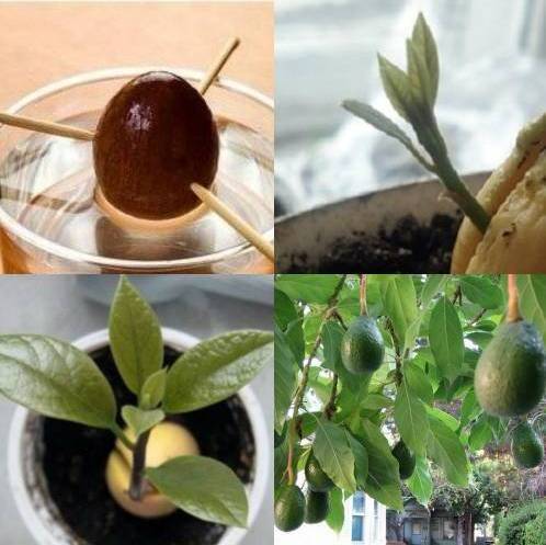 Как вырастить авокадо из косточки в домашних условиях - фото