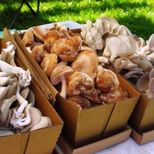 Выращивание грибов в тепличных условиях - фото