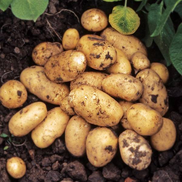 Увеличиваем урожай картошки с помощью голландской технологии выращивания с фото