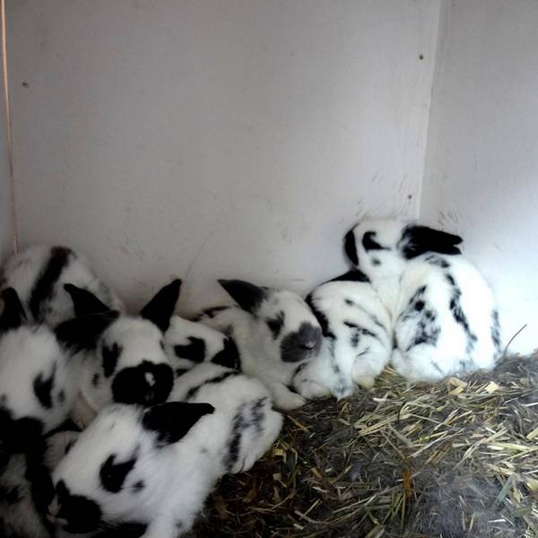 Что нужно знать о выращивании кроликов в домашних условиях - фото