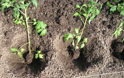 Технология и сроки высадки рассады помидоров в открытый грунт с фото