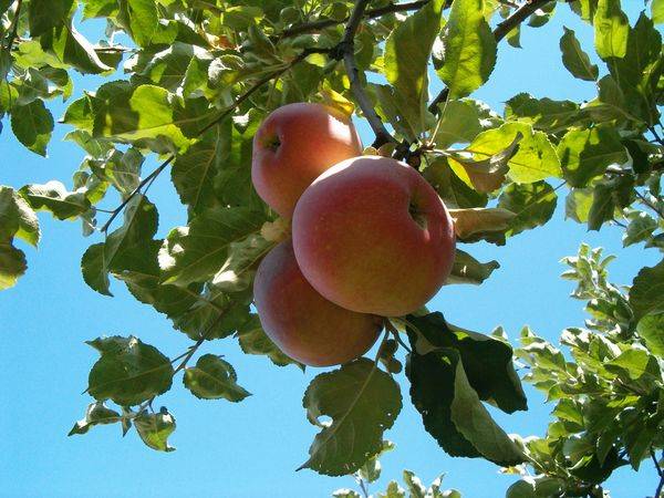 Описание и разновидности яблони сорта Апорт - фото