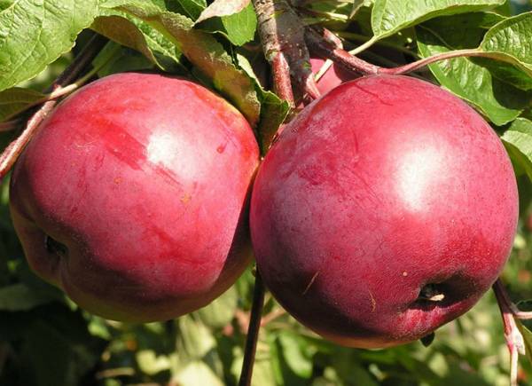 Описание позднезимней яблони Белорусское сладкое - фото
