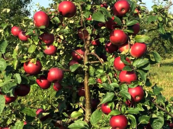 Особенности выращивания яблони сорта Белорусское Сладкое - фото