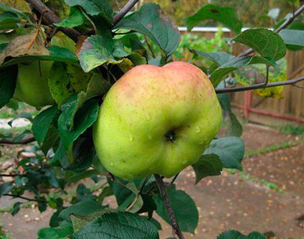 Особенности ухода за поздним сортом яблони Богатырь - фото