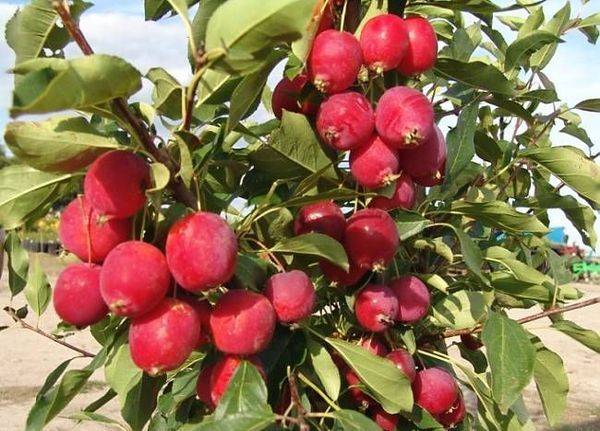 Описание и характеристика яблони сорта Долго - фото