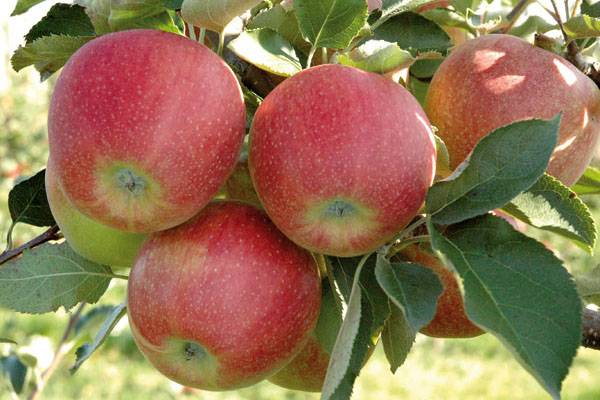 Характеристика яблони американской селекции Джонаголд - фото
