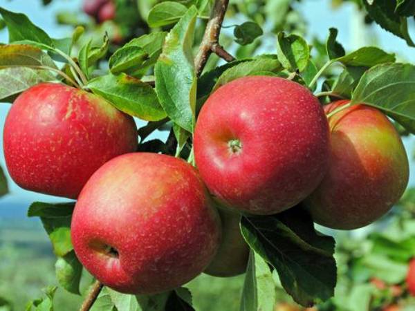 Устойчивый к засухе сорт яблони Джонаголд с фото