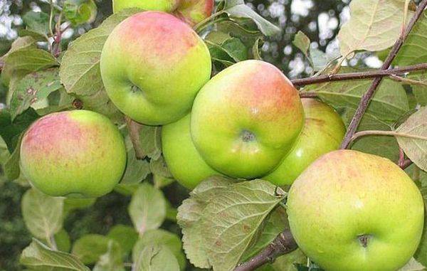 Сортовые характеристики высокоиммунной яблони Имрус - фото
