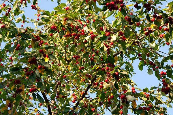 Основные характеристики сливолистной яблони сорта Китайка - фото