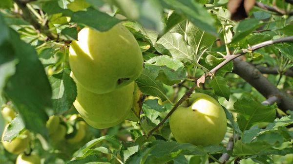 Основные характеристики яблони с изысканным вкусом Мутсу - фото
