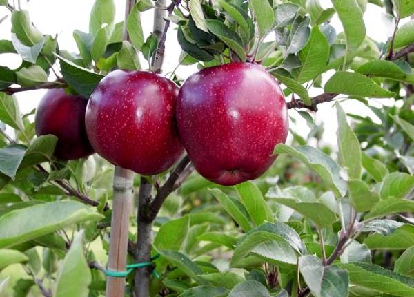 Характеристика перспективного сорта яблони Ред Делишес с фото
