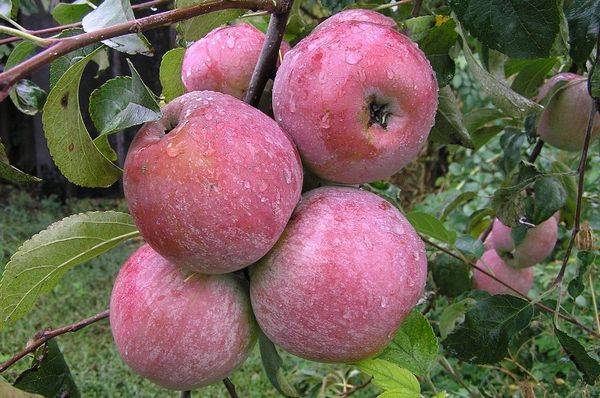 Характеристика и выращивание яблони сорта Уэлси - фото