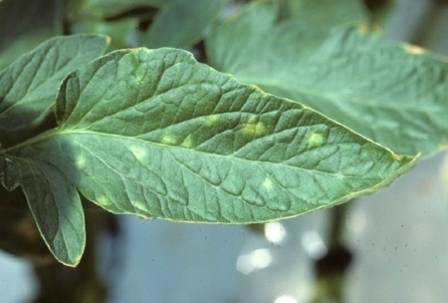 Определение и устранение причин появления желтых пятен на листьях помидоров в теплице с фото